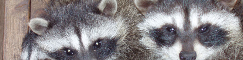 Header Racoons