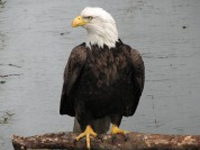 bald_eagle