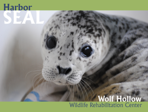 HarborSeal