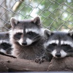 Raccoon Kits