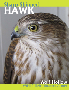 SS Hawk