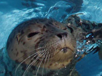 seal pup