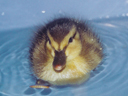 ducklings & goslings