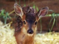 found-fawn