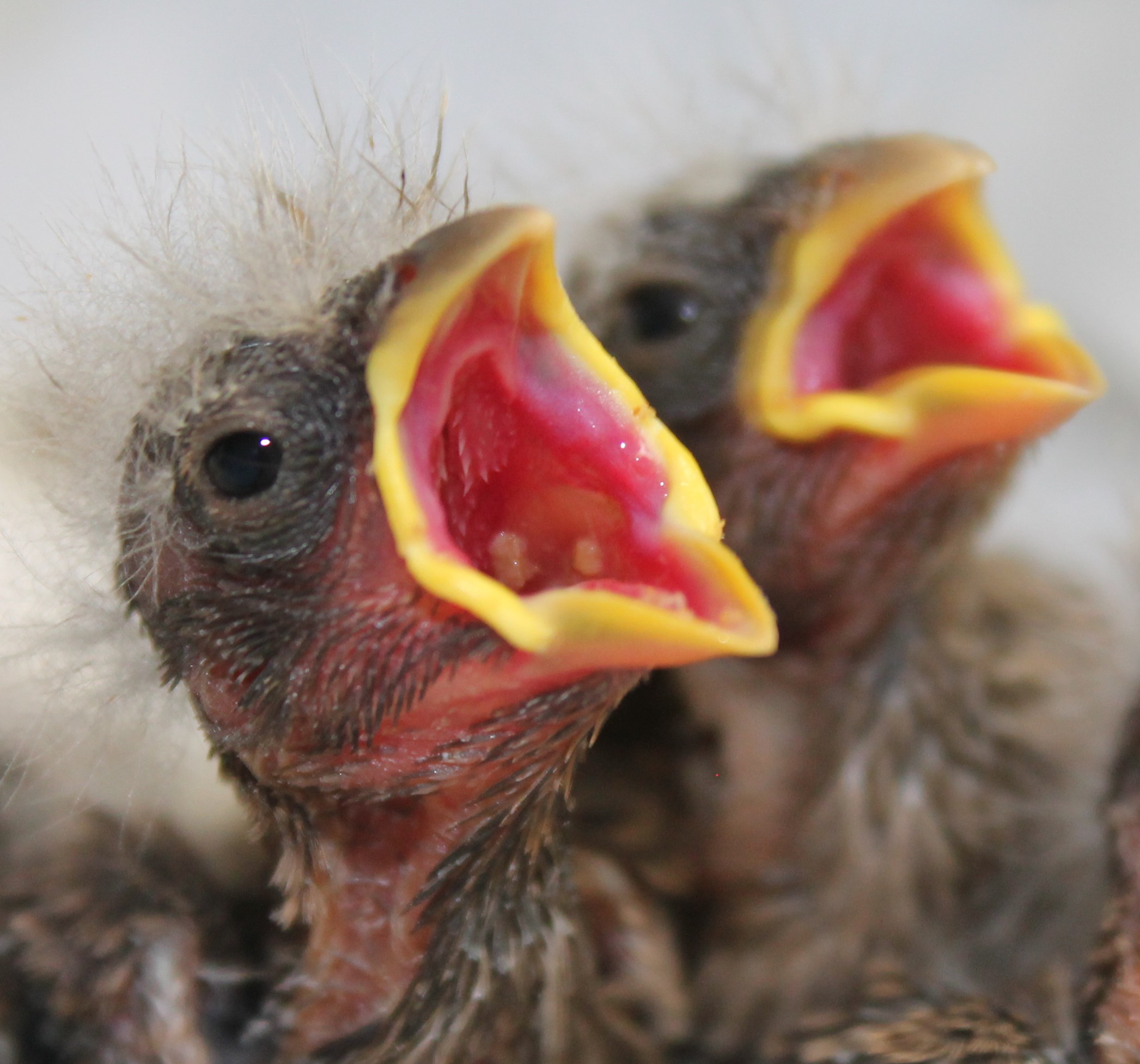 Finch Nestlings June 2012 LL (2) | Wolf Hollow Wildlife Rehabilitation
