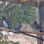 HC pigeons outside W06