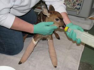 fawn broken forelegs 2009 HC (2)