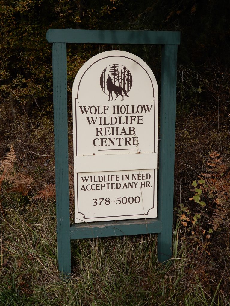Internships Wolf Hollow Wildlife Rehabilitation Center