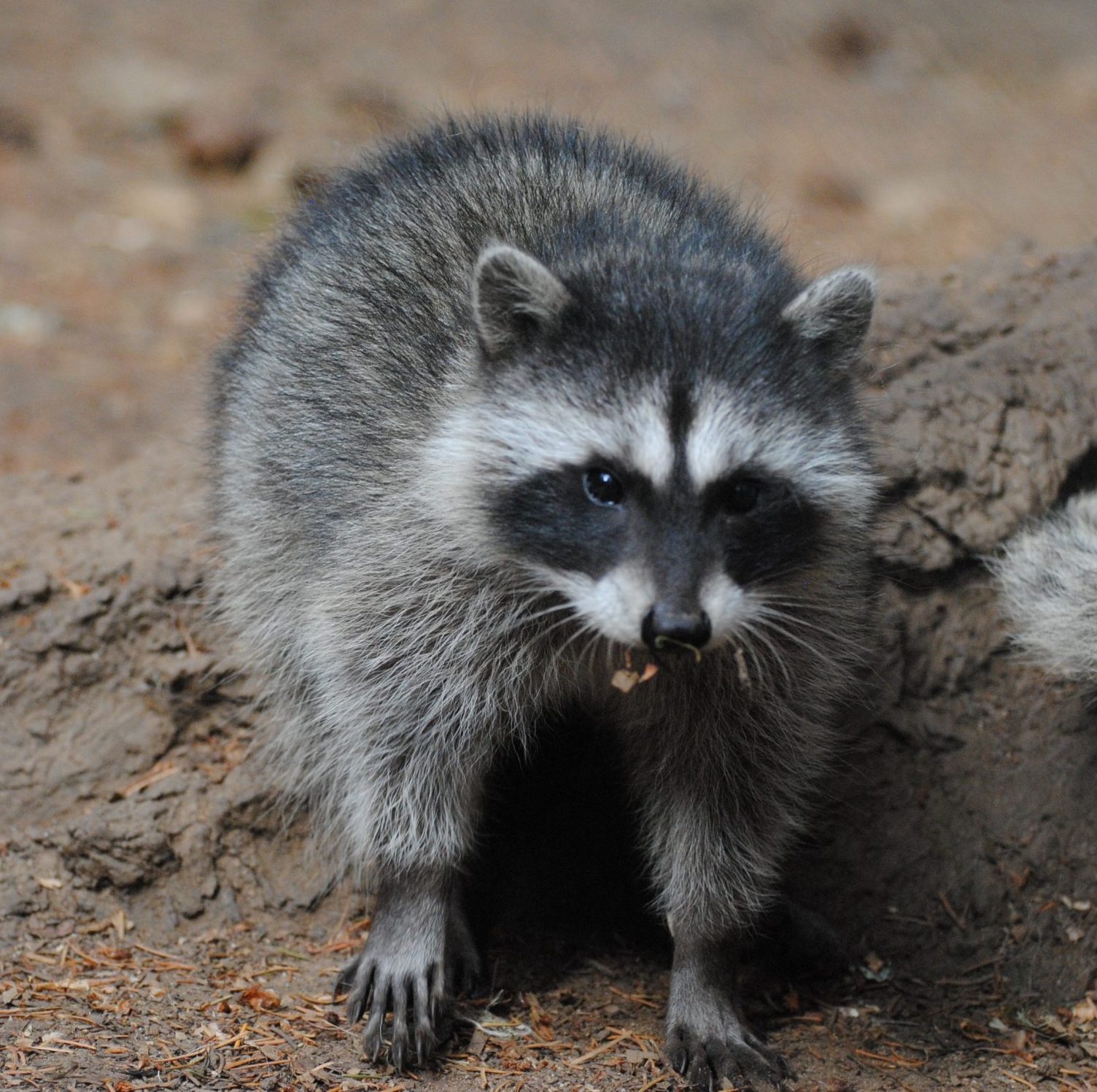 Wolf hollow wildlife rehabilitation center