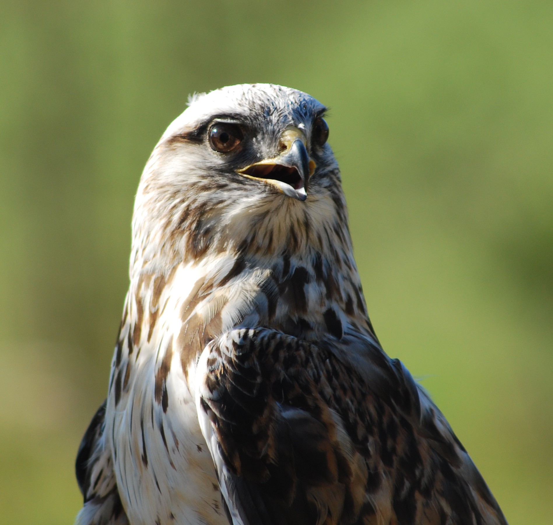 Aspen, Rough-legged hawk