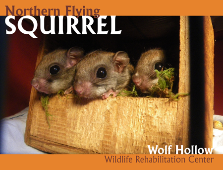 https://wolfhollowwildlife.org/wp-content/uploads/2011/03/FlyingSquirrels.png