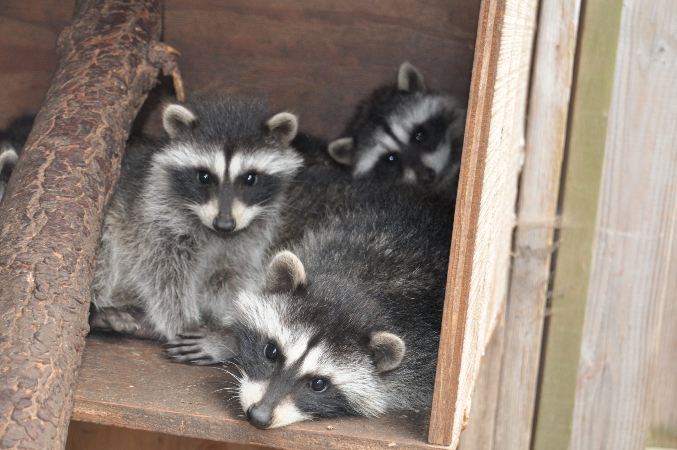 Raccoon kits HC July 2010