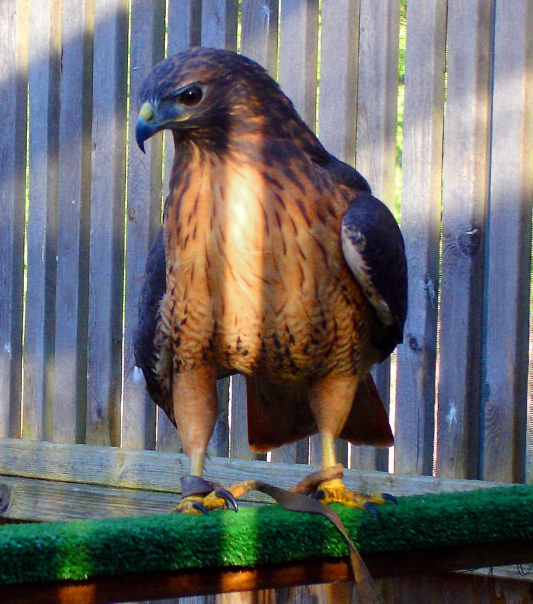 Red-tailed Hawk, Madrona