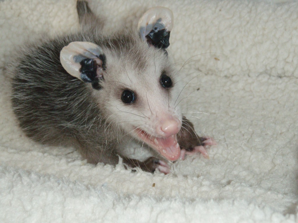 KI opossum summer 06 