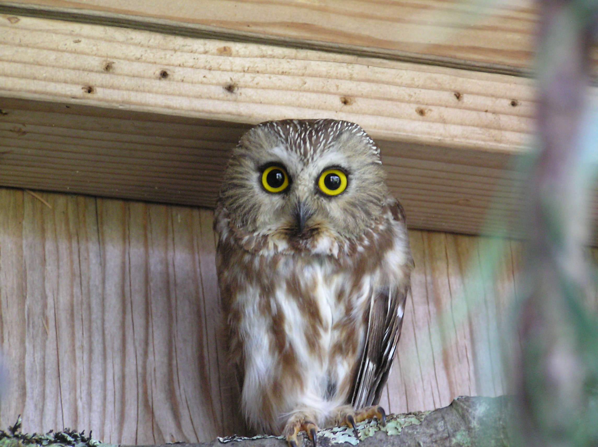 Saw-whet Owl