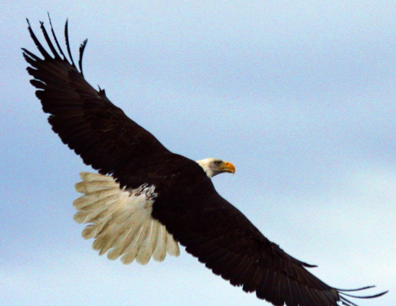 tamara eagle photo