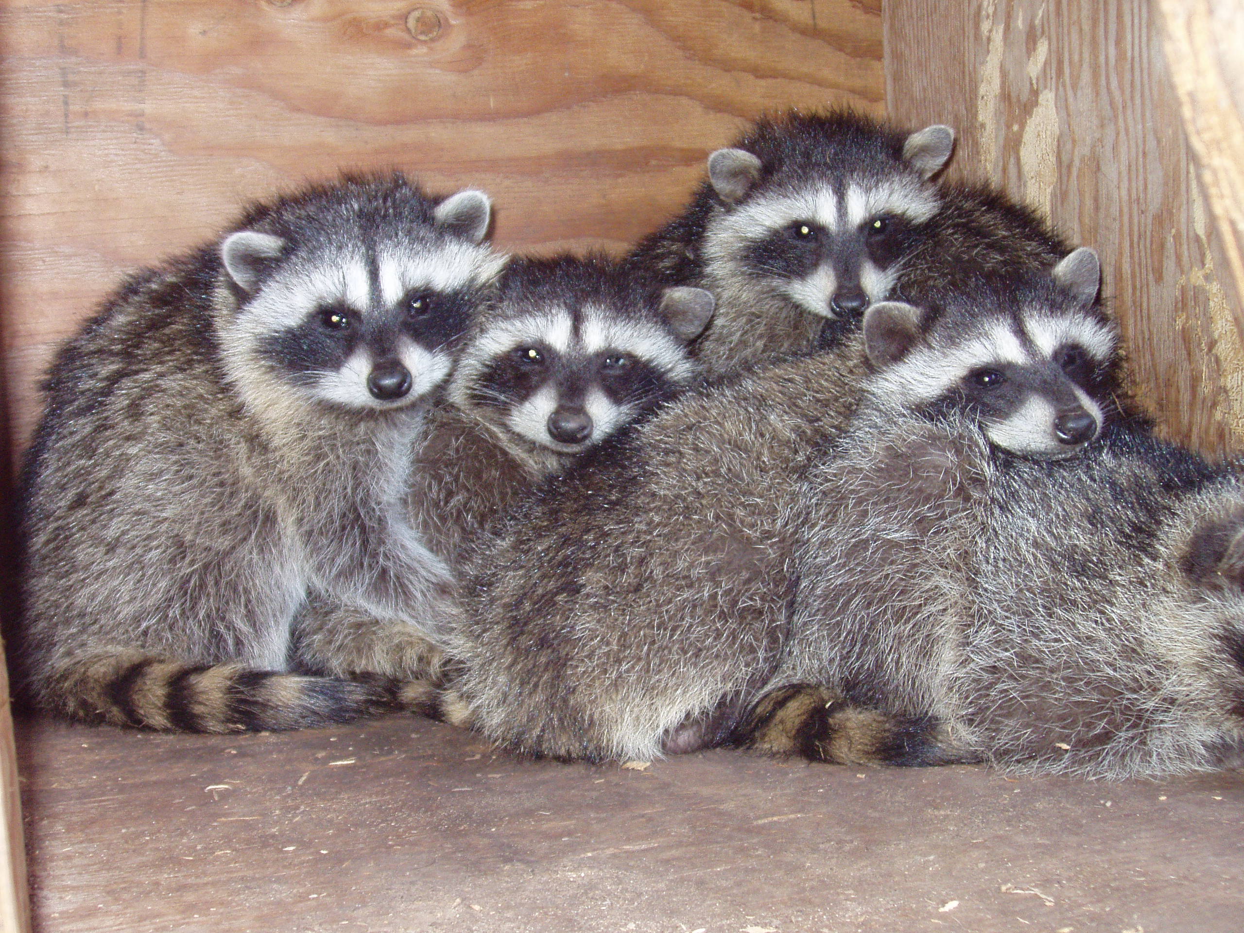 RAccoons 08 (3) – Wolf Hollow Wildlife Rehabilitation Center