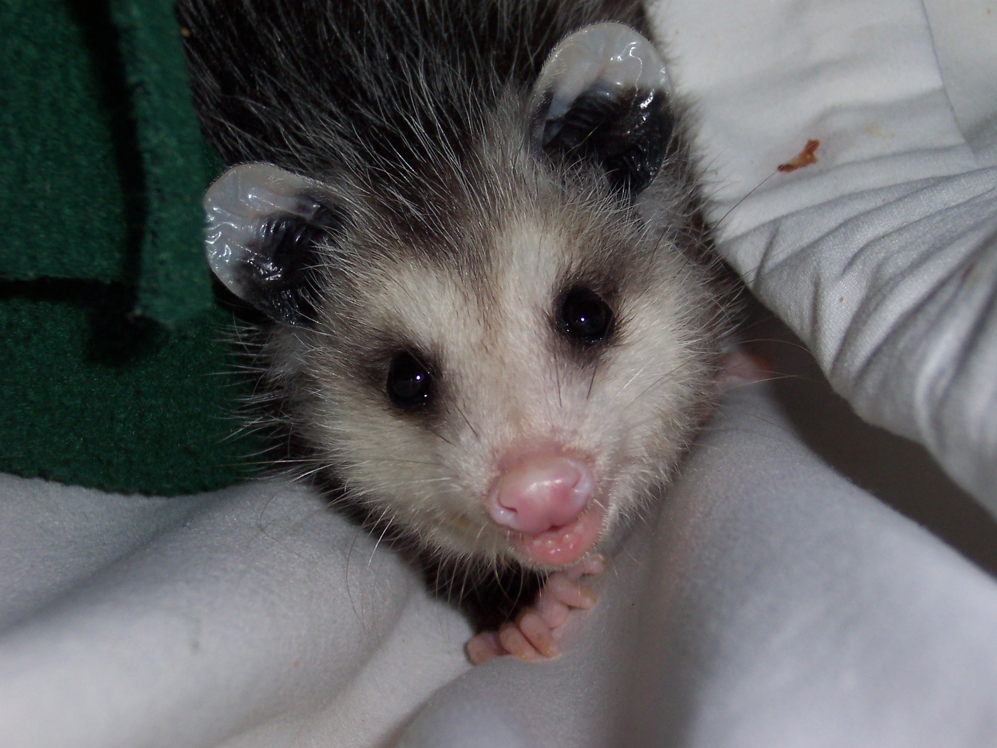 HC opossum 06(3)