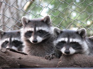 Raccoon Kits