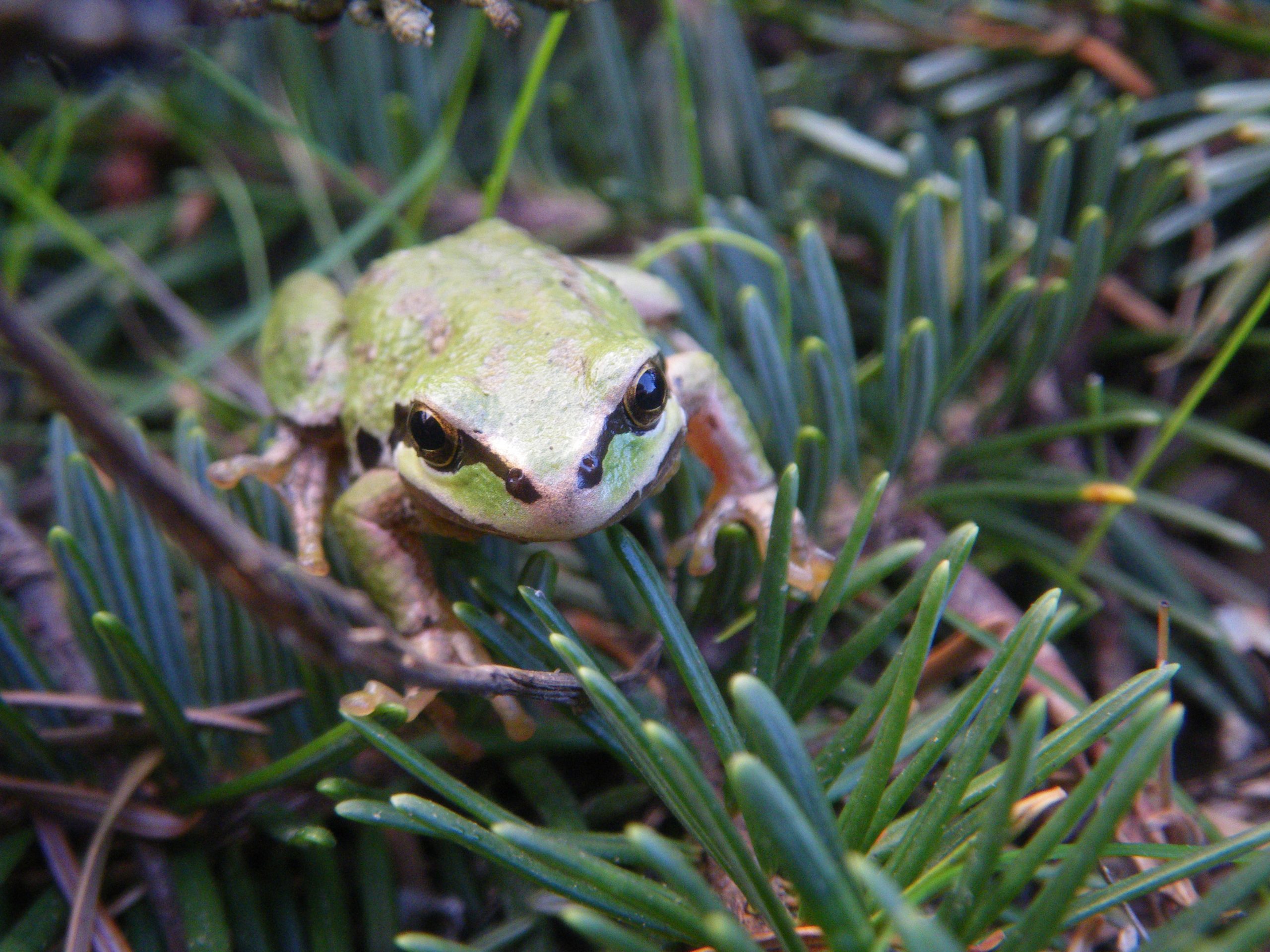 Tree Frog April 2012, PH
