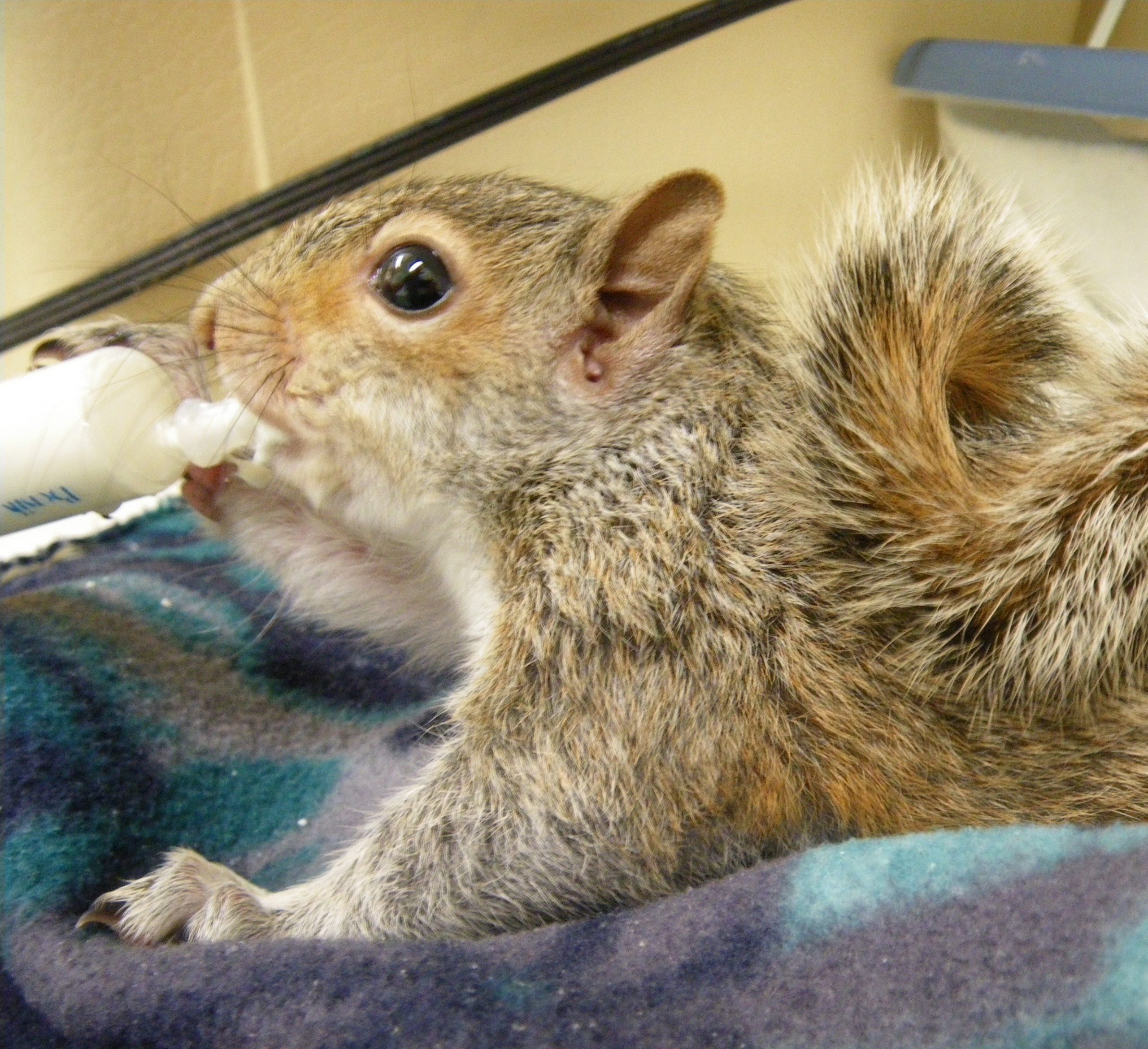 Eastern Gray Squirrel