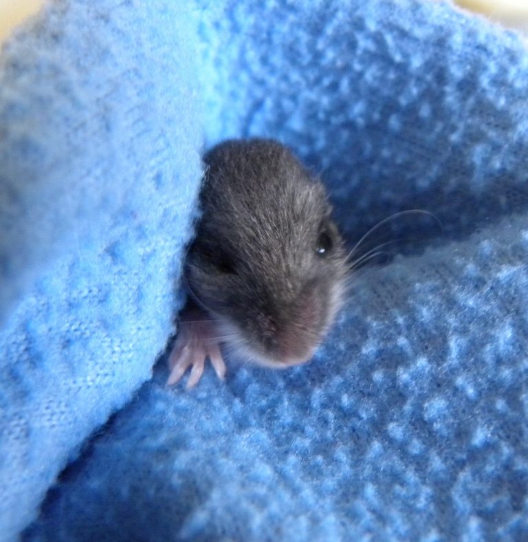 White-footed Deer Mouse