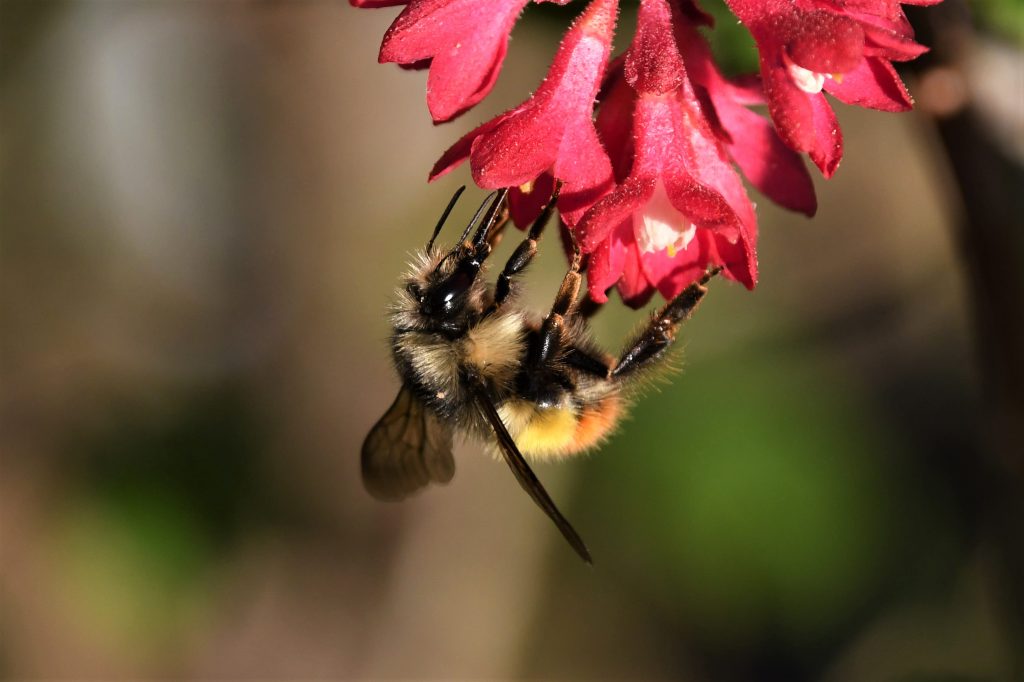 Bumble bee on flowering currant Brad Pillow