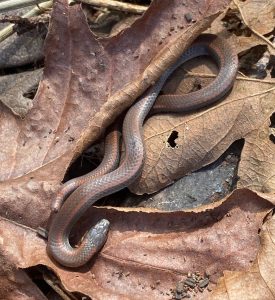 Sharp tailed Snake Christiam Oldham