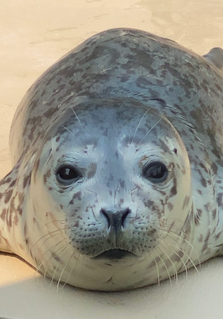 Harbor seal