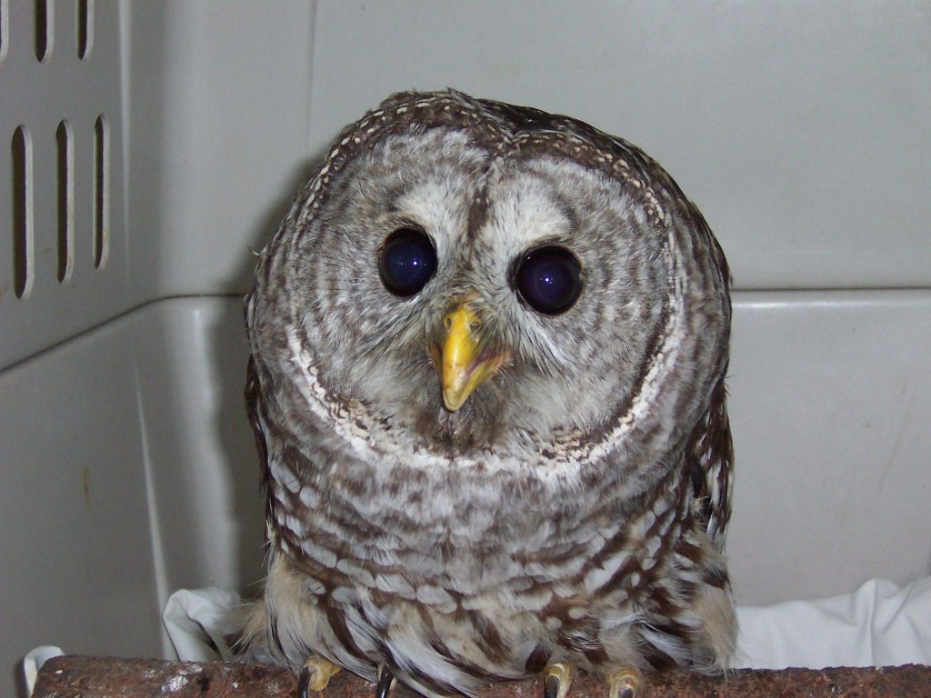 Barred-Owl-2007-HC
