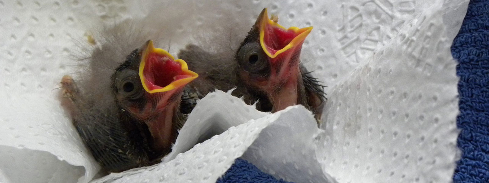White Crowned Sparrow Nestlings