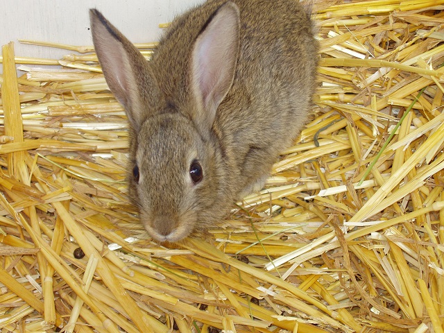 European Rabbit