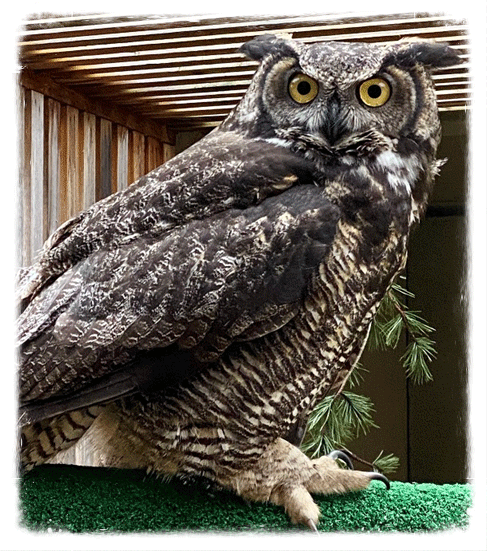 superb-owl