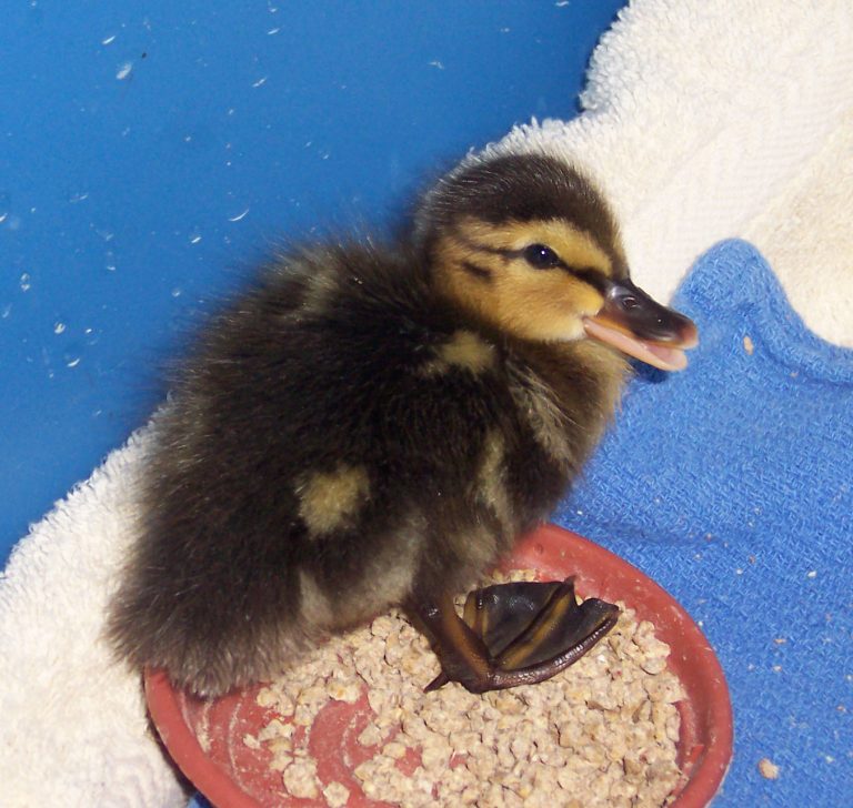 Mallard
