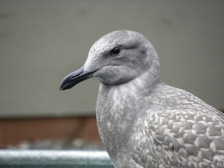 Glaucous-winged Gull