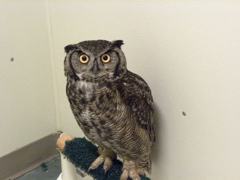 Great Horned Owl