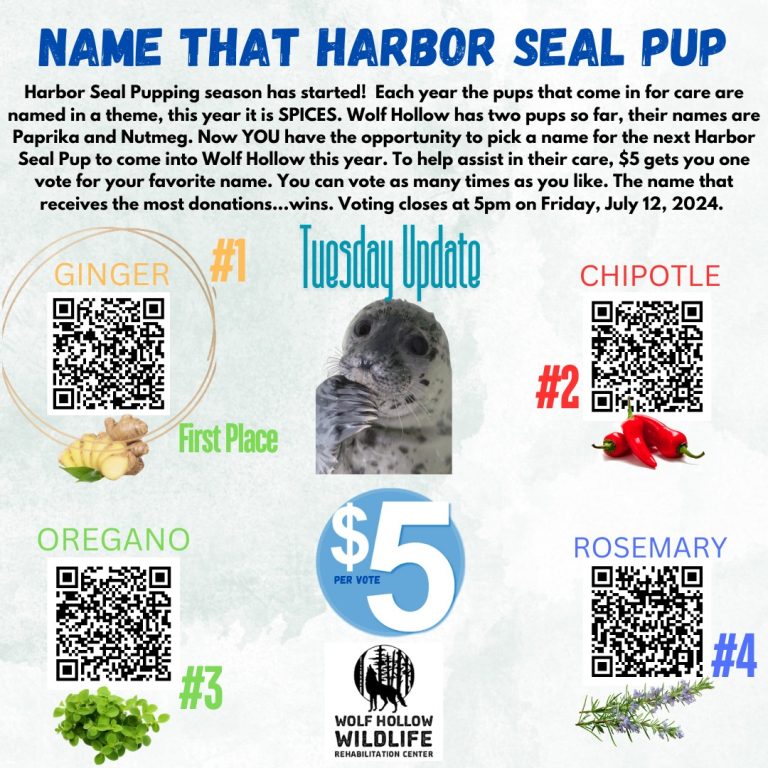 Pick the name of our next harbor seal pup!
