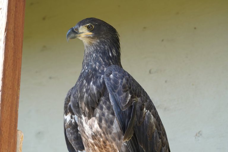 Bald Eagle