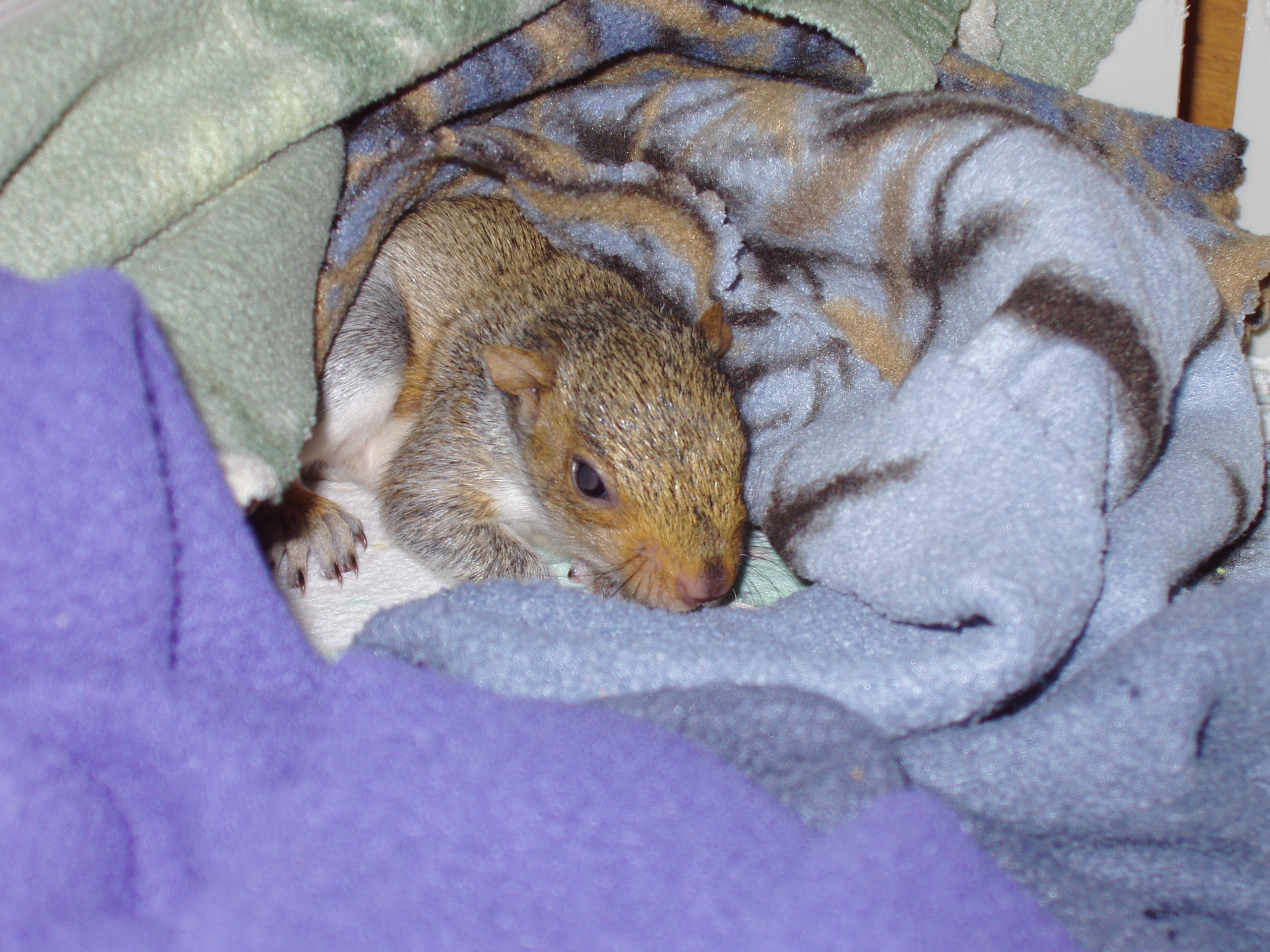 Eastern Grey Squirrel – Wolf Hollow Wildlife Rehabilitation Center