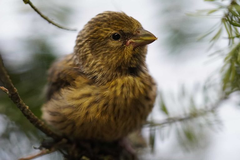 Red Crossbill