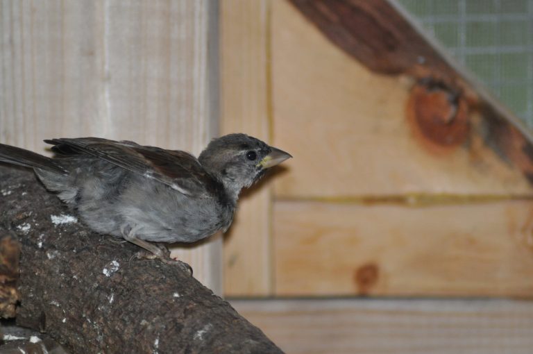 House Sparrow