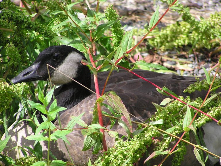 Avian Influenza Update: A message from WDFW and Kwiaht