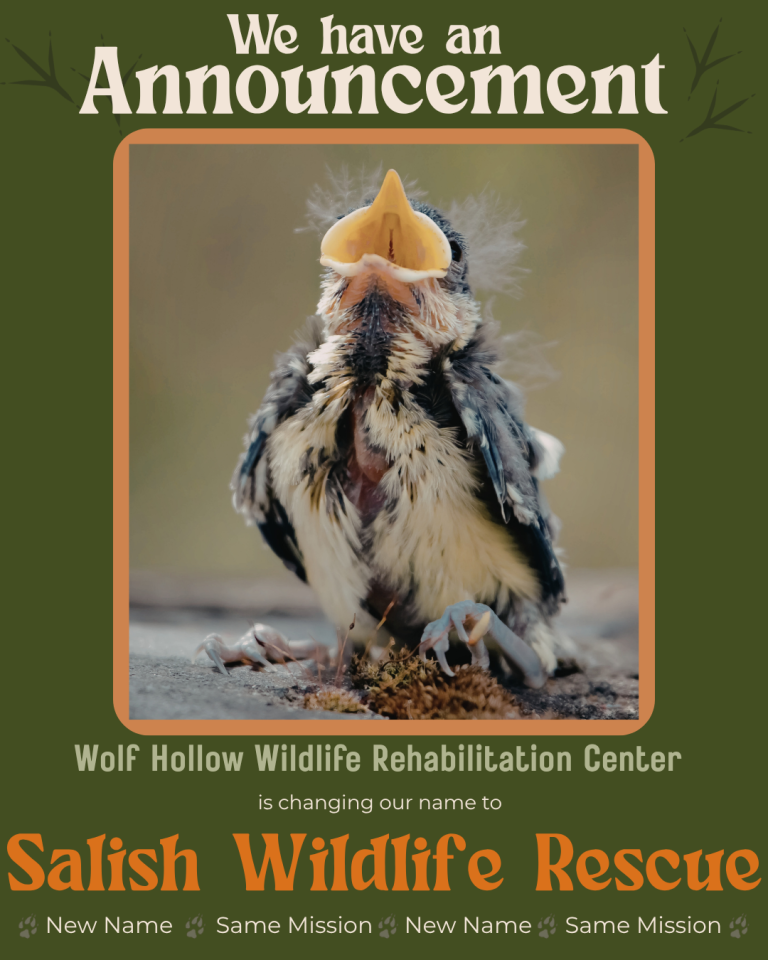 Welcome to Salish Wildlife Rescue!